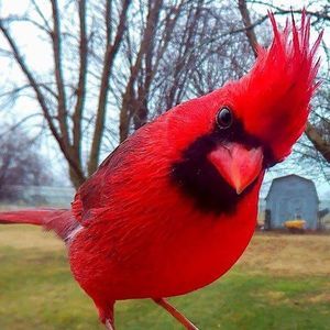 Meet your Posher, Janice